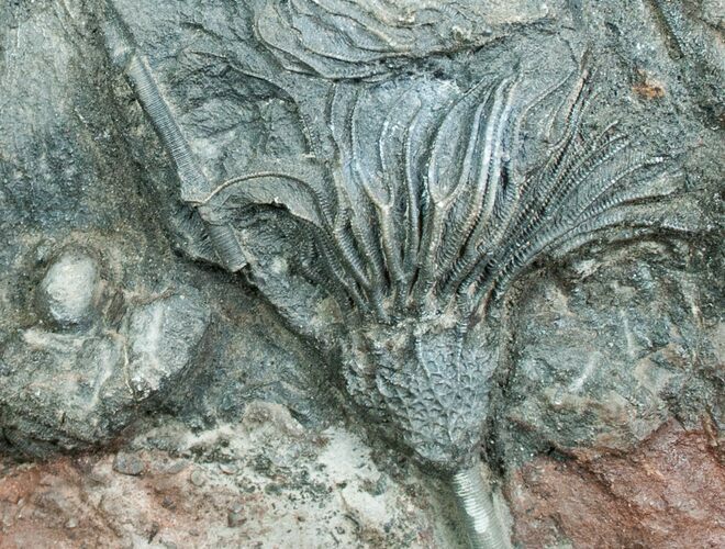 / Inch Tall Scyphocrinites Crinoid #4026